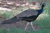 Peacock at Brown Date Garden