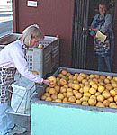Little Donna at grapefruit bin
