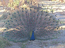 Peacock trying to attract a cute peahen by showing his feathers
