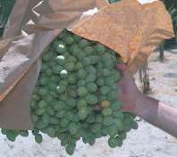 Green Barhee dates