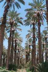 Medjool date palms