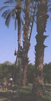 climbing to top of tree