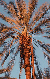 Peacocks atop a date palm