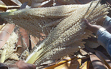 splitting flowers for drying